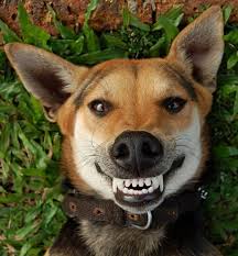 What Dog Food is Best For Healthy Teeth?