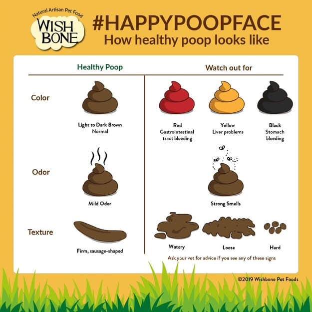 The Dog Poop Color Chart Explained I Love Veterinary | vlr.eng.br
