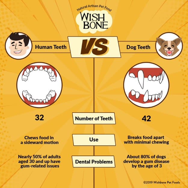 Infographic: Human teeth VS dog teeth - Wishbone