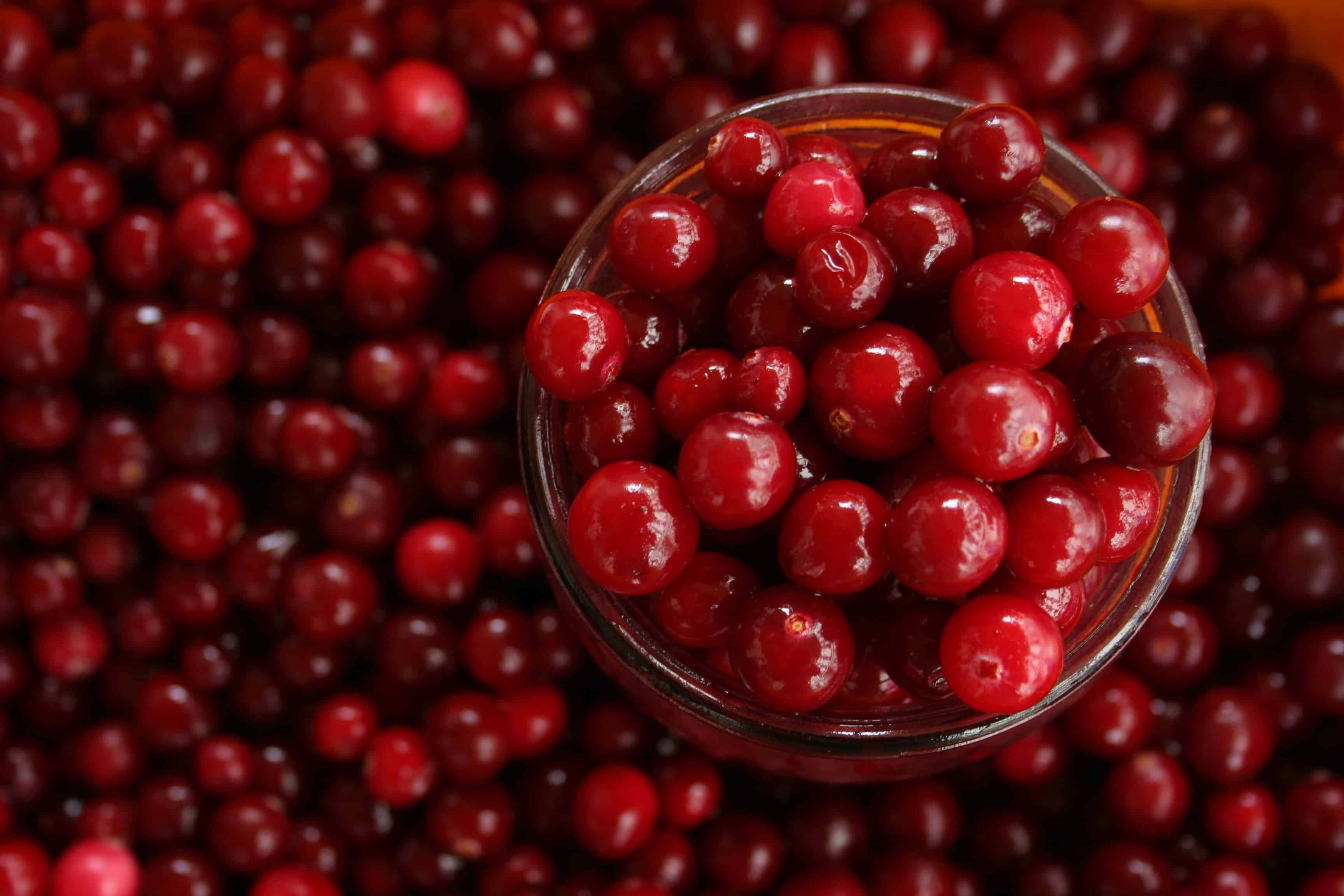 Can dogs eat cranberries Wishbone Pet Foods Blog