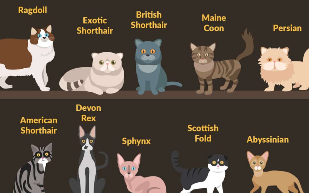 Top 10 popular cat breeds in the US