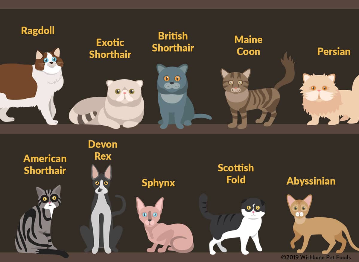 America's Most Popular Cat Breeds
