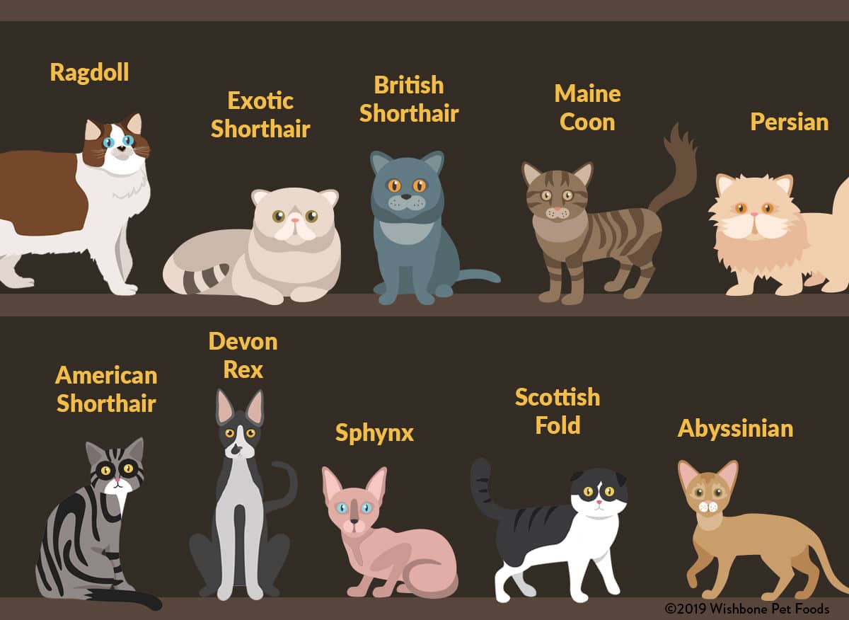 10 Most Popular Cat Breeds in the U.S. — Hillrose Pet Resort