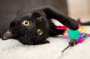 5 Reasons Why You Should Adopt a Black Cat 