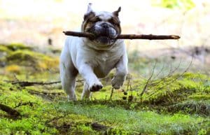 obesity how to help your dog lose weight
