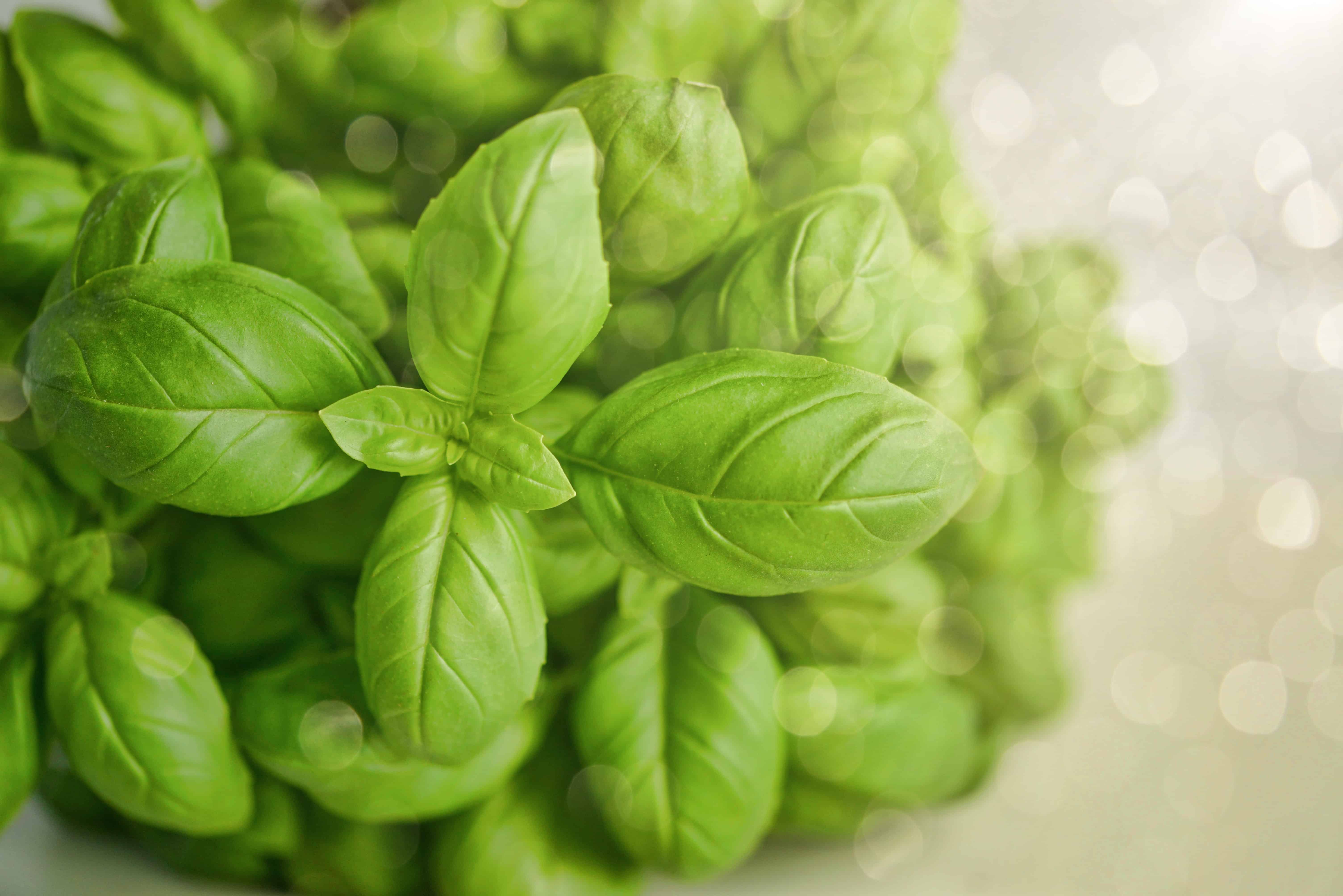 Is basil plant safe best sale for dogs