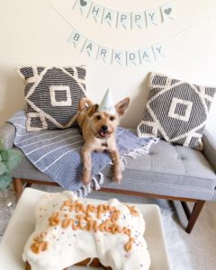 Dog birthday party with cake by My Pet Naturally