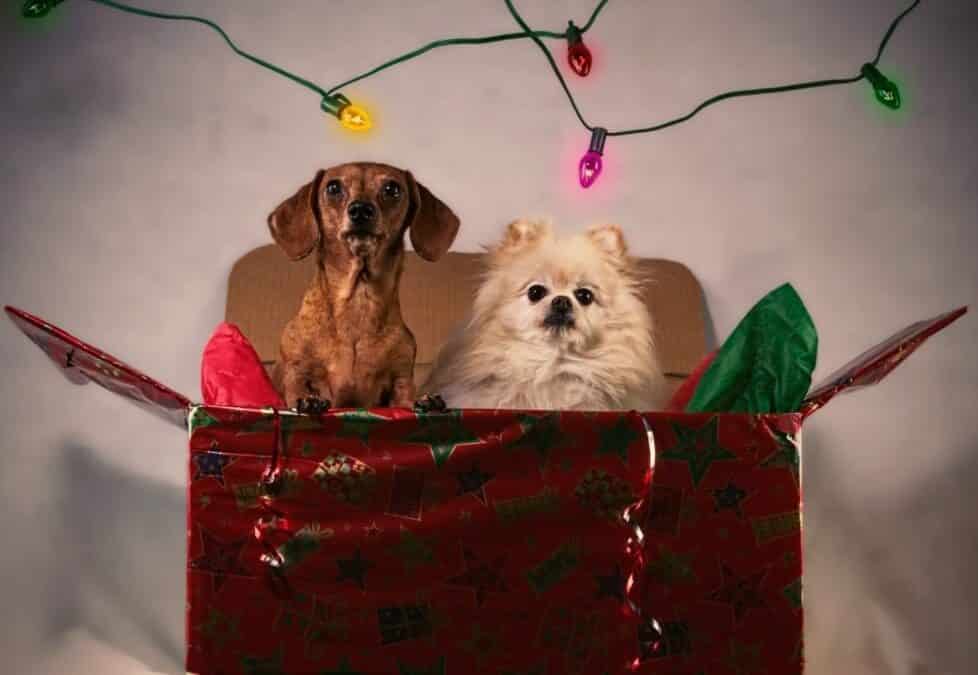 Is it a good idea to give pets as Christmas gifts?