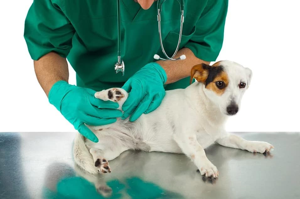 What is Spay and Neuter Month and why is it important
