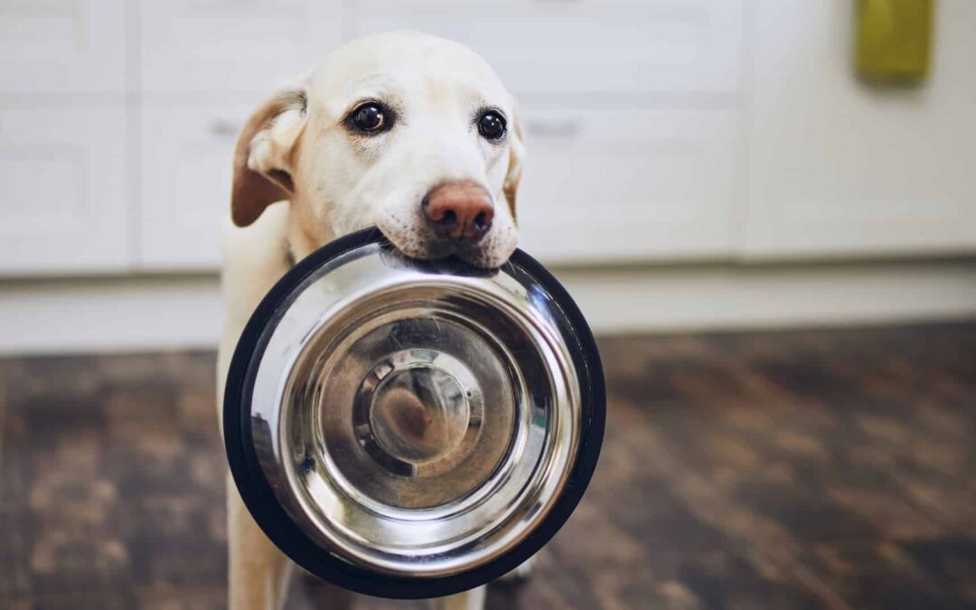 Wishbone Kitchen: Hassle-Free Salmon Recipes for Dogs